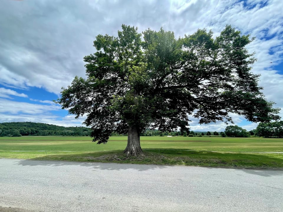 View from front yard of polo fields 
