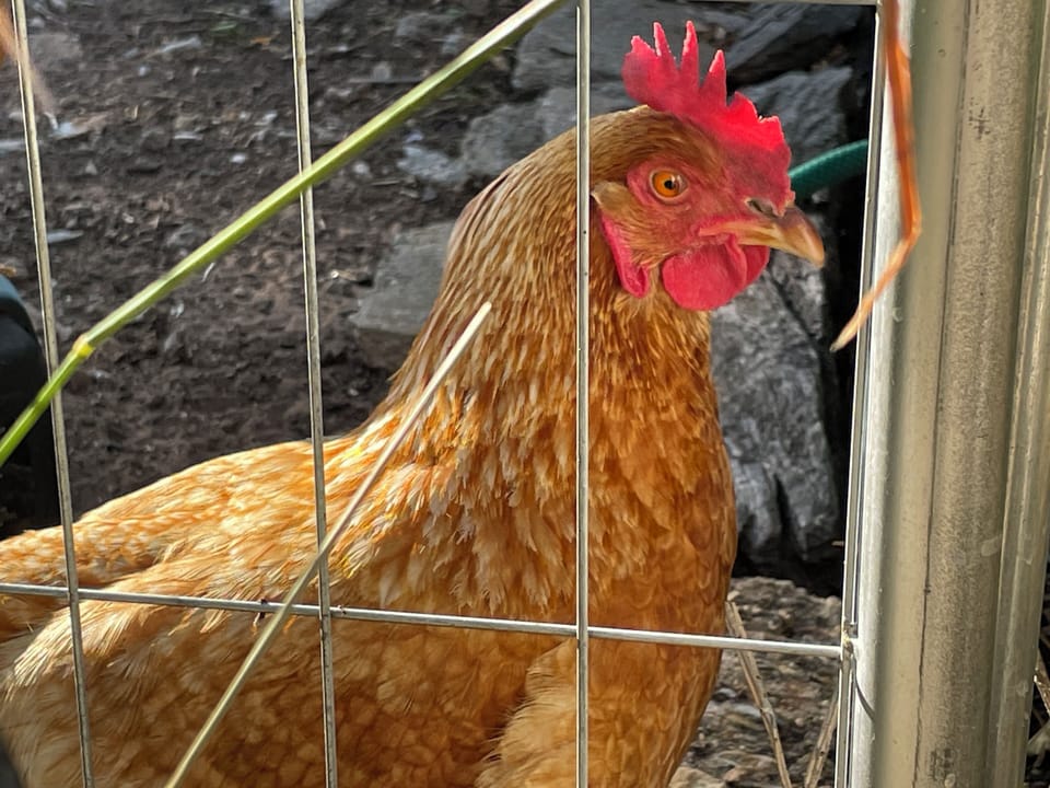 Peppercorn Cottage Outdoor Egg Donators