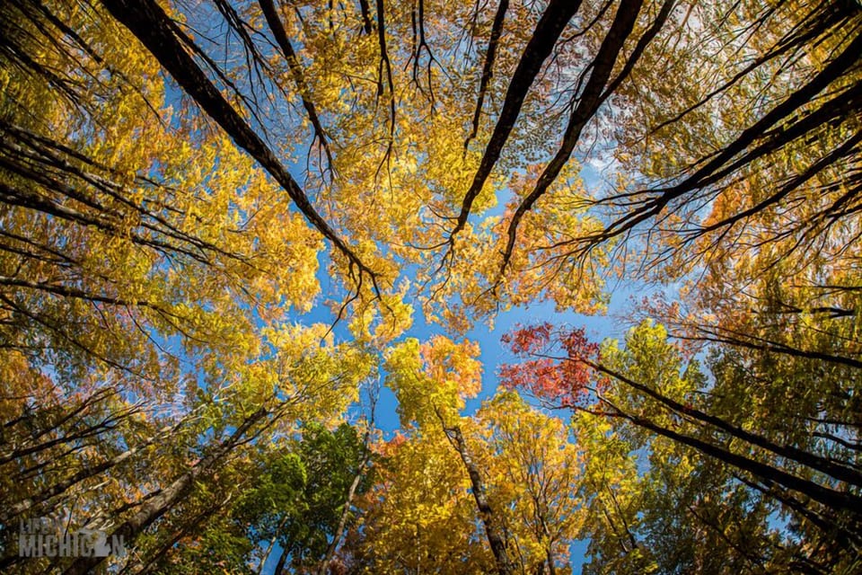 Soak in the golden glow of fall!