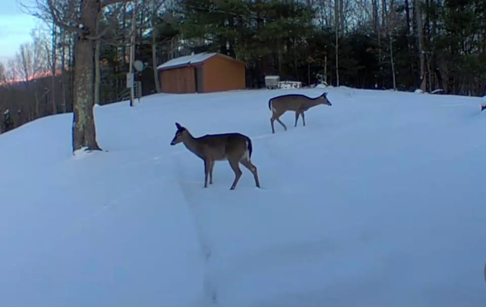 A snowy day with some of the local residents! :)
