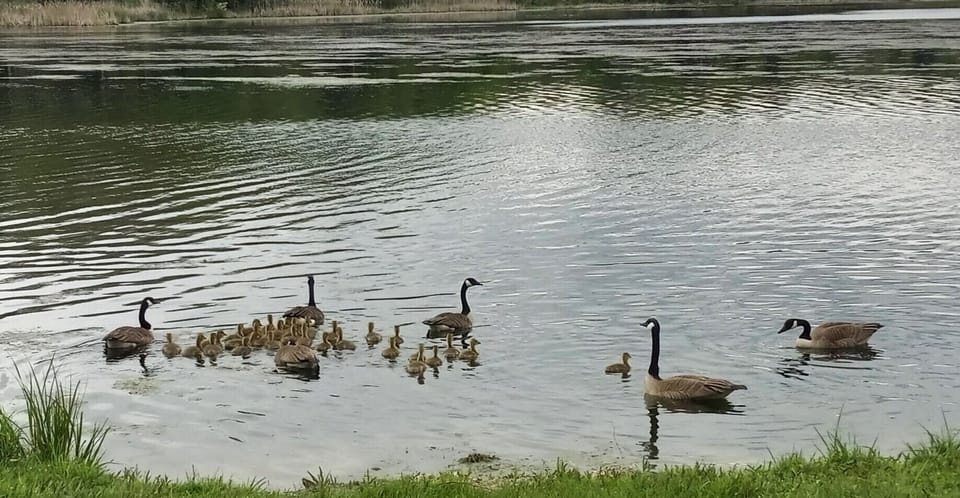 Lots of babies this year!
