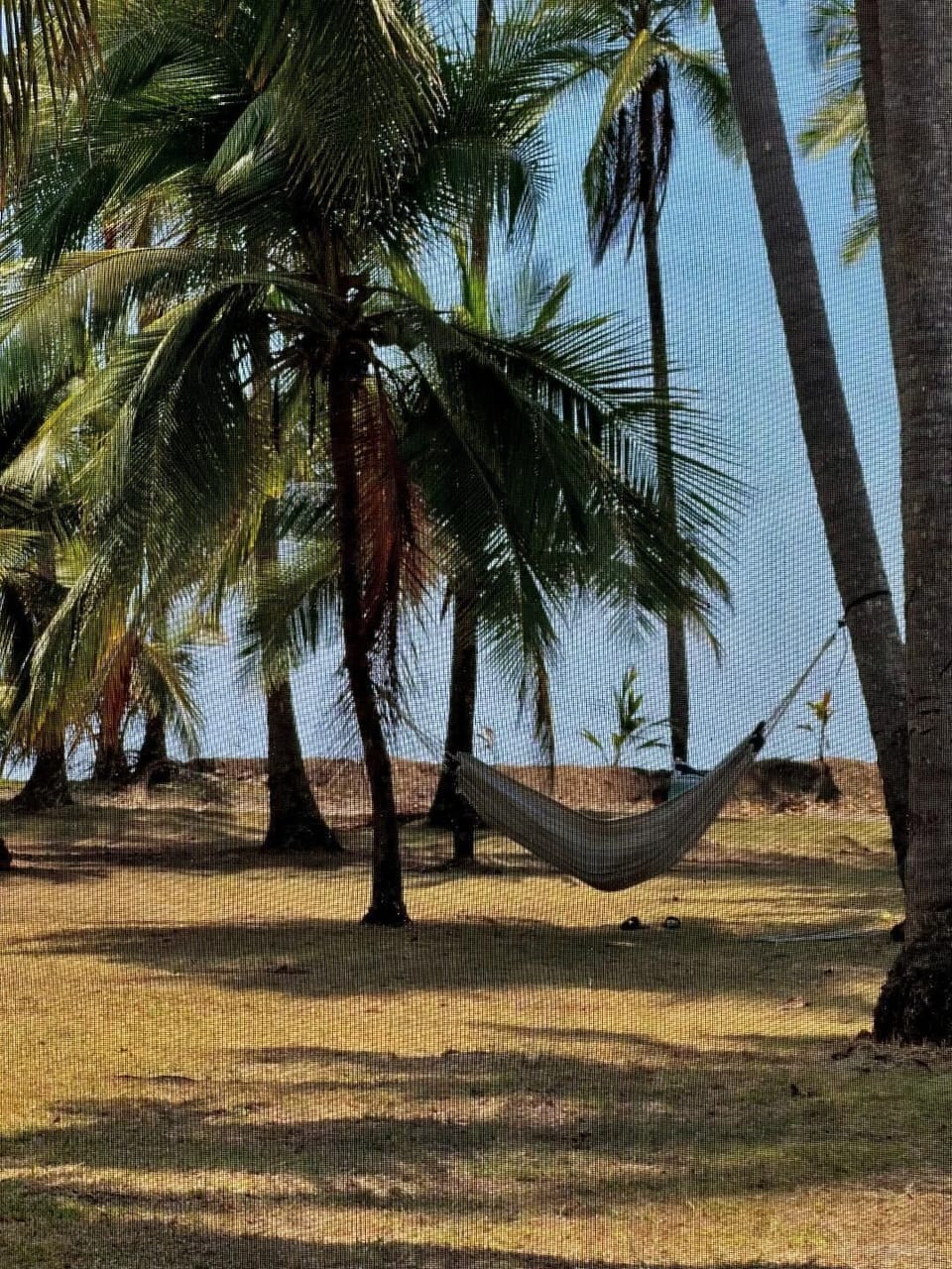 Enjoy the Hammock