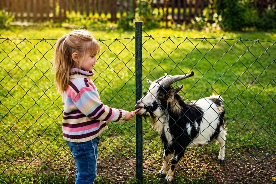 Pet-friendly