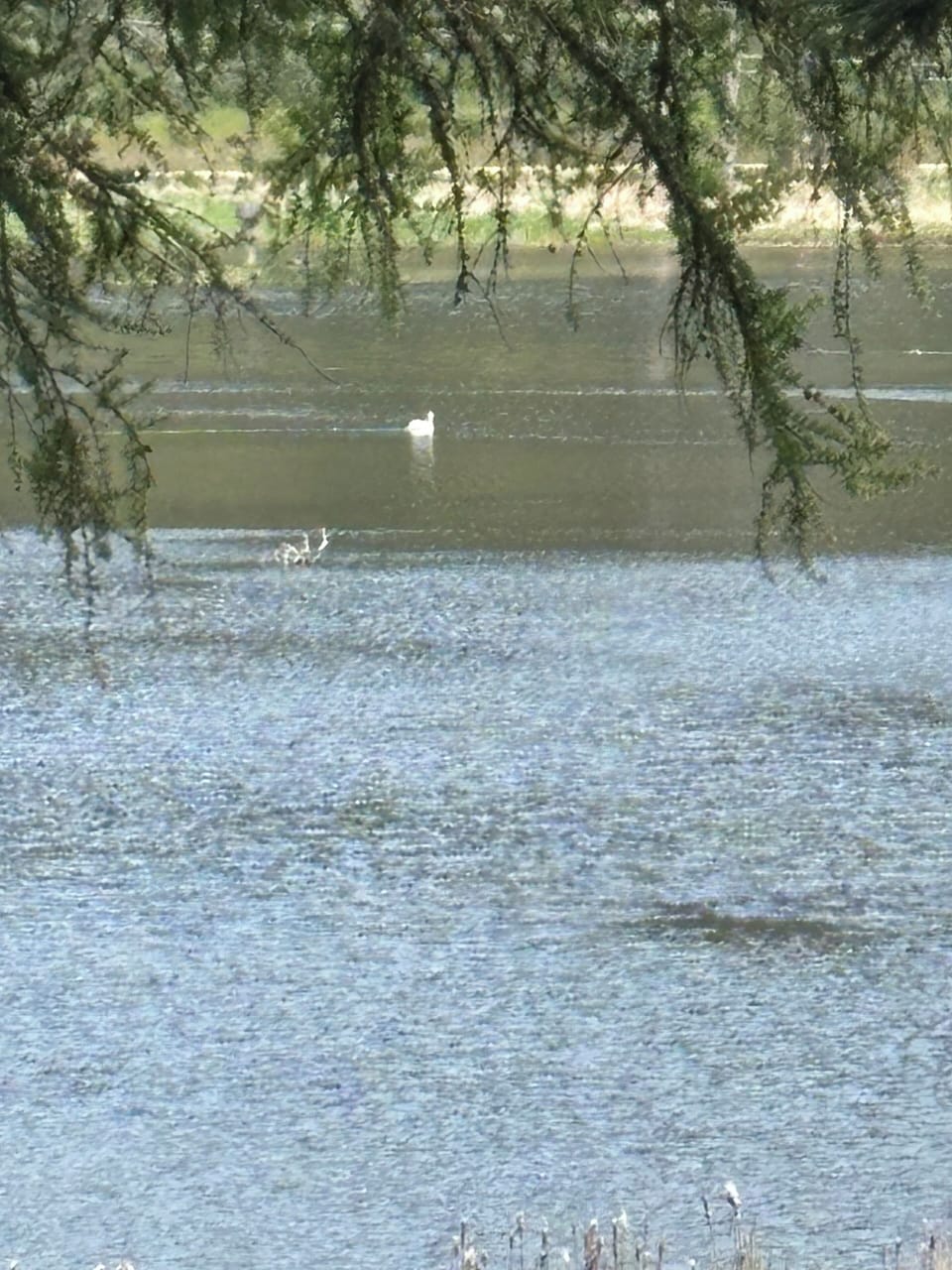 View of bird/fish and game area from the parking area looking across the road