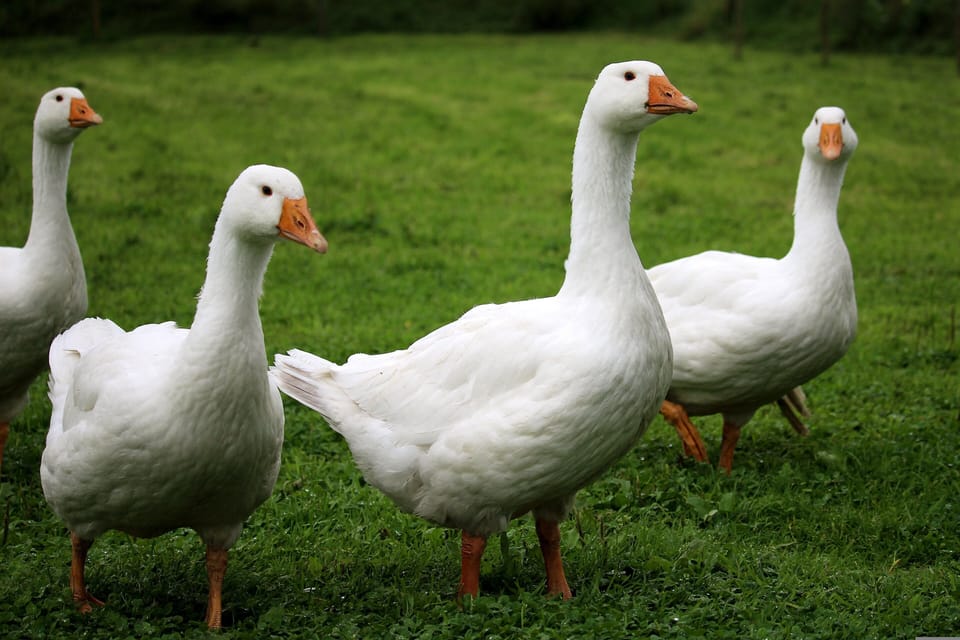 Walk down to the pond to meet our geese - Brynn, Renee, Tom and Jerry!
