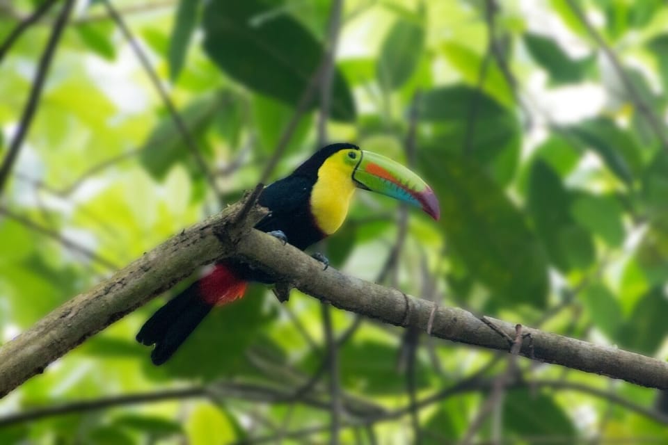 Tropical colors lighting up the forest.