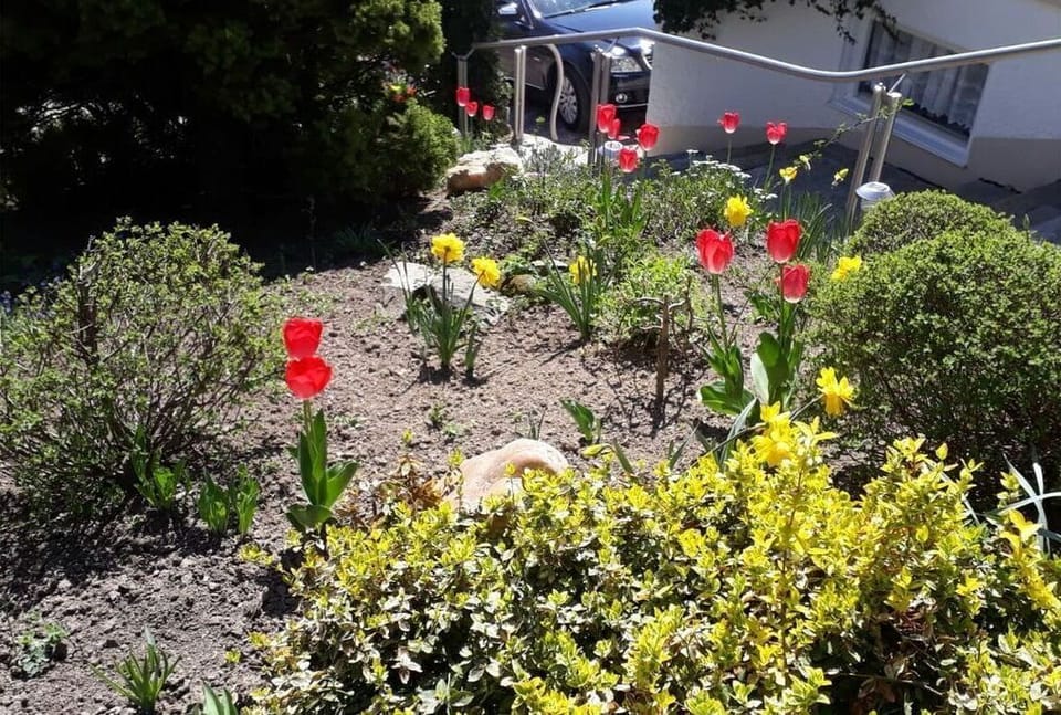 Garden [summer]