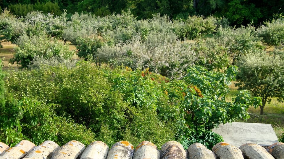 Garden view