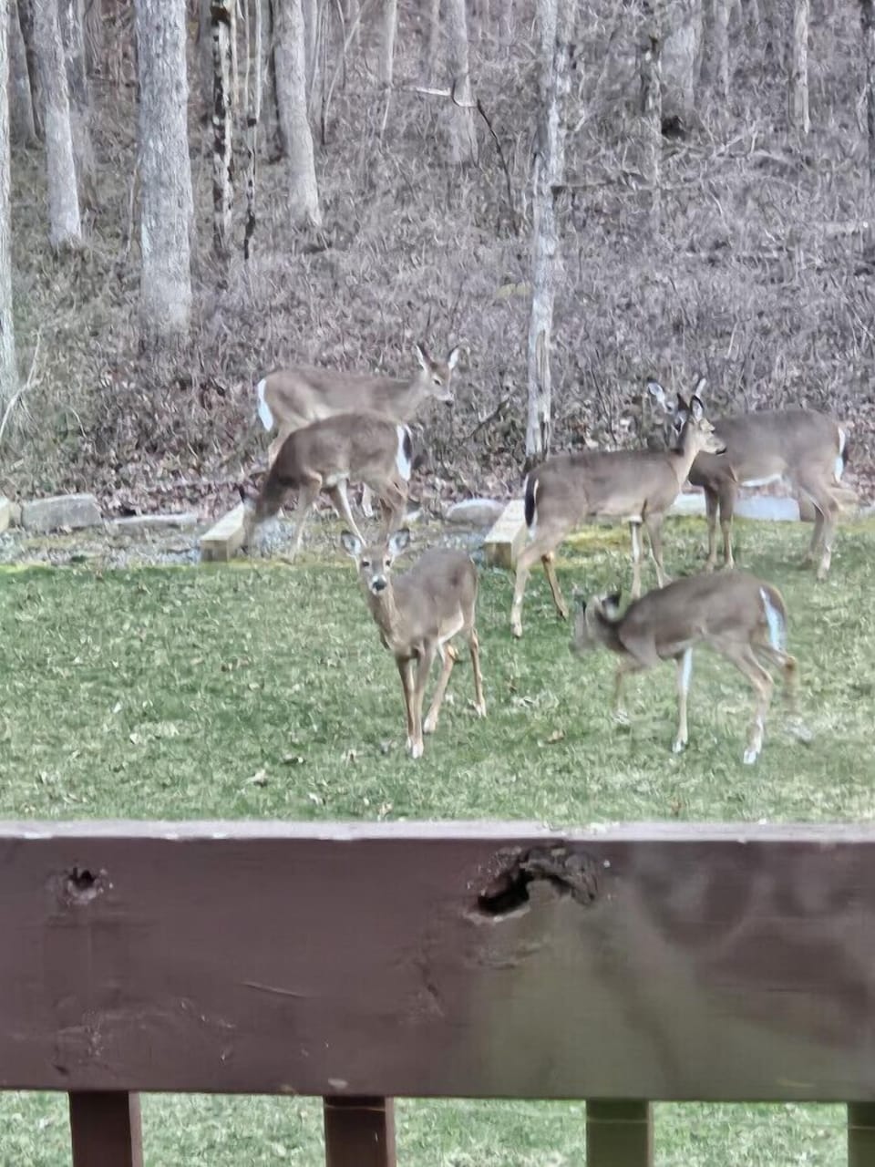 Watch the deer in the backyard outside the living room window or door.