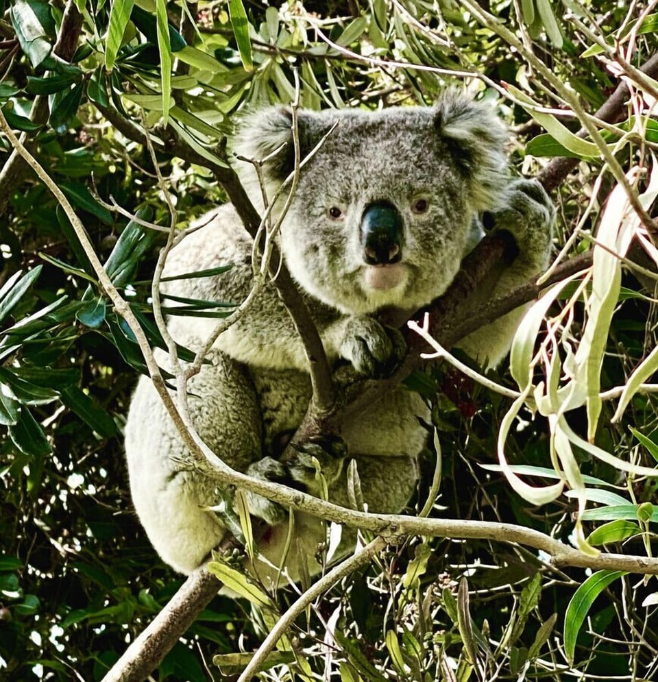 Friendly neighbourhood Koala