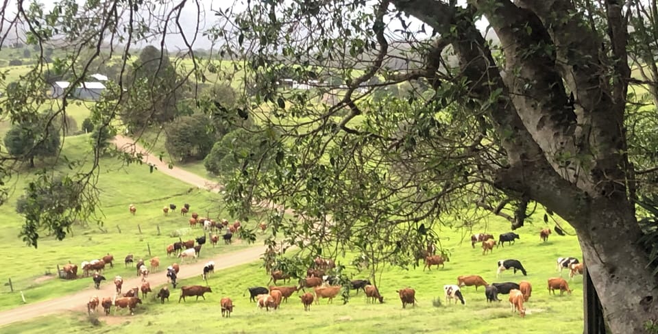 Views of the local dairy farm