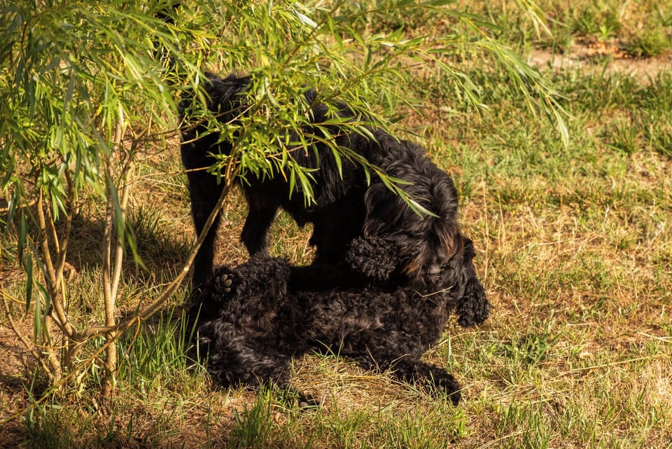 our dog playing on the meadow.