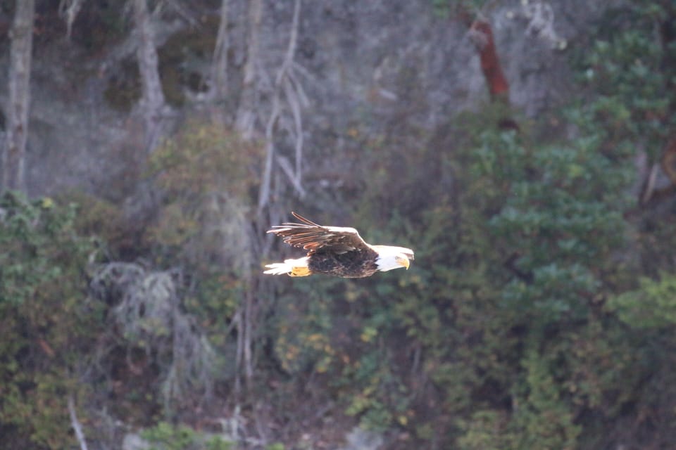 Eagle fly by! (guest photo courtesy of Todd from Texas)