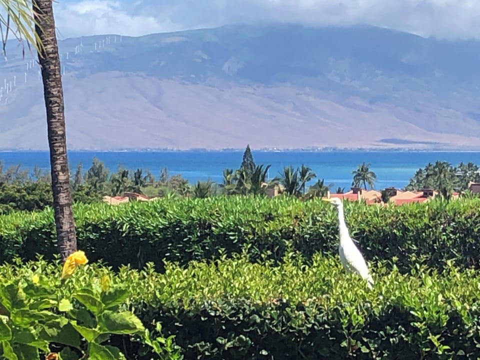 Tropically landscaped and beautifully maintained grounds.