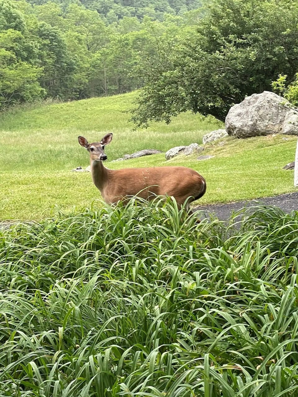 Wildlife and peaceful scenery