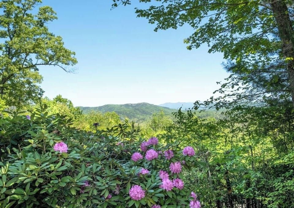 Springtime view from the screened in porch