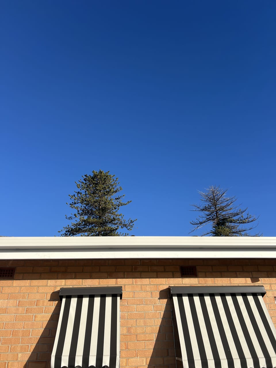 Those Pines and blue sky are a common sight here.