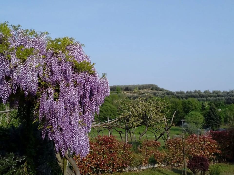 Garden [summer]