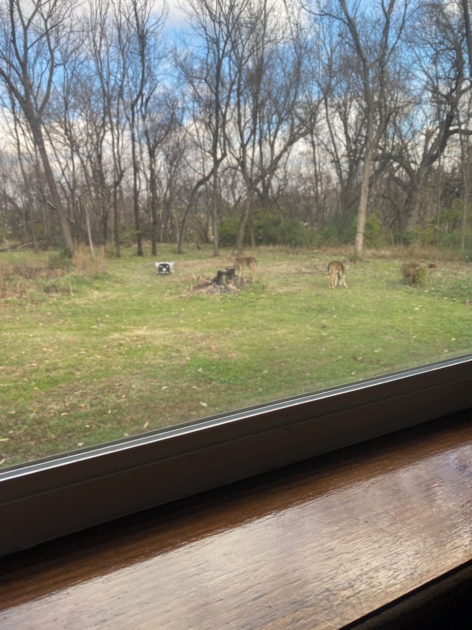 You may see deer, racoons, fox, a variety of birds and more