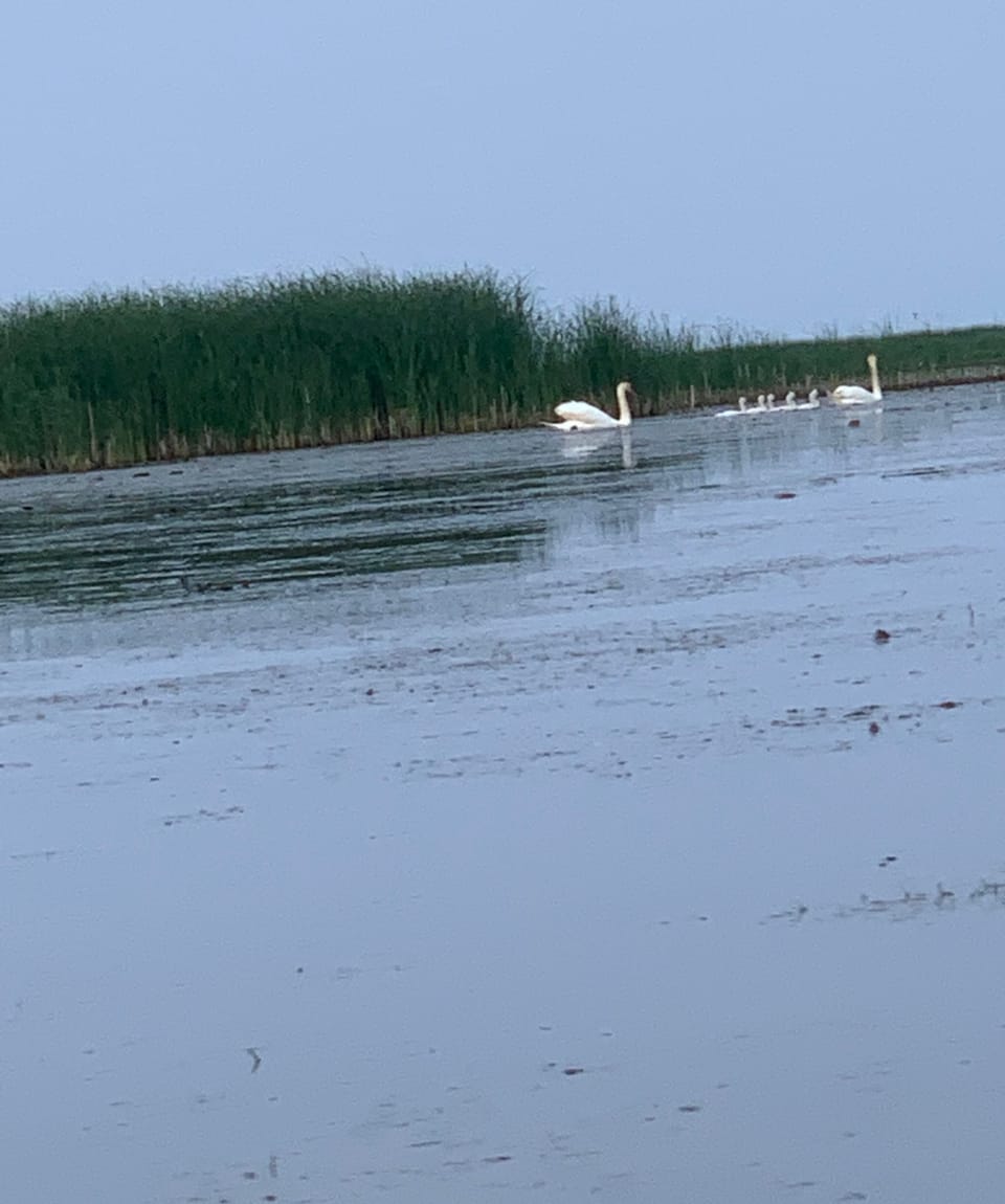 Swans in the wetlands