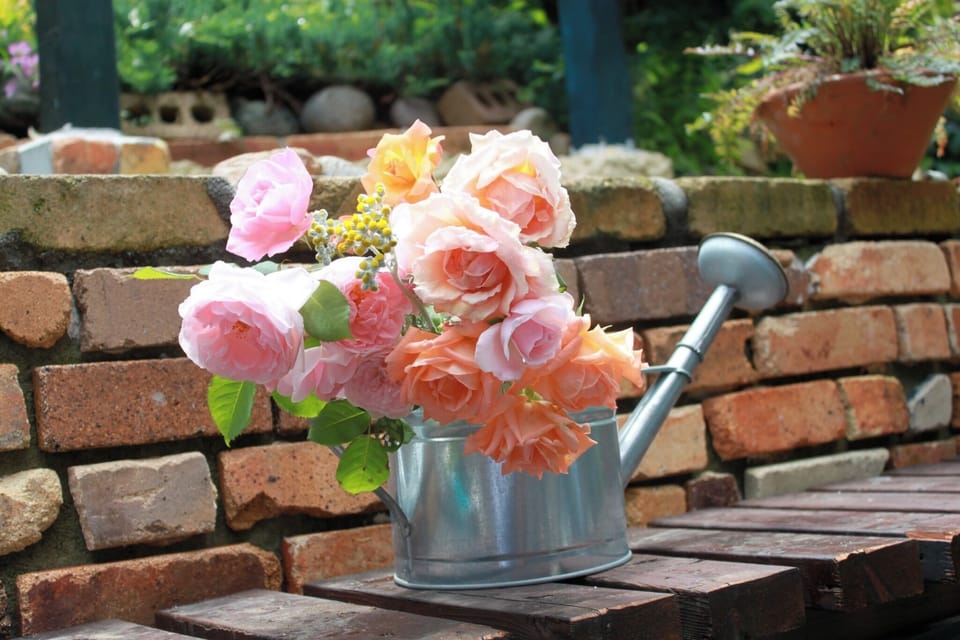 Roses in the garden/In the garden, we plant perennials, mainly roses.