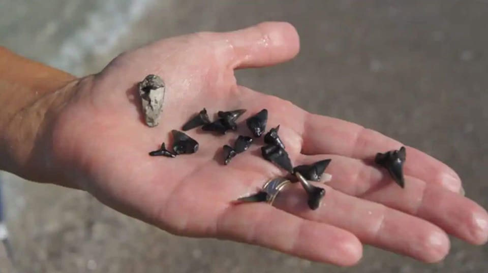 Shark teeth at Caspersen's beach nearby (can access by parking at Brohard Beach)