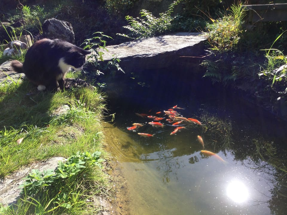 庭園の池と錦鯉の幼魚