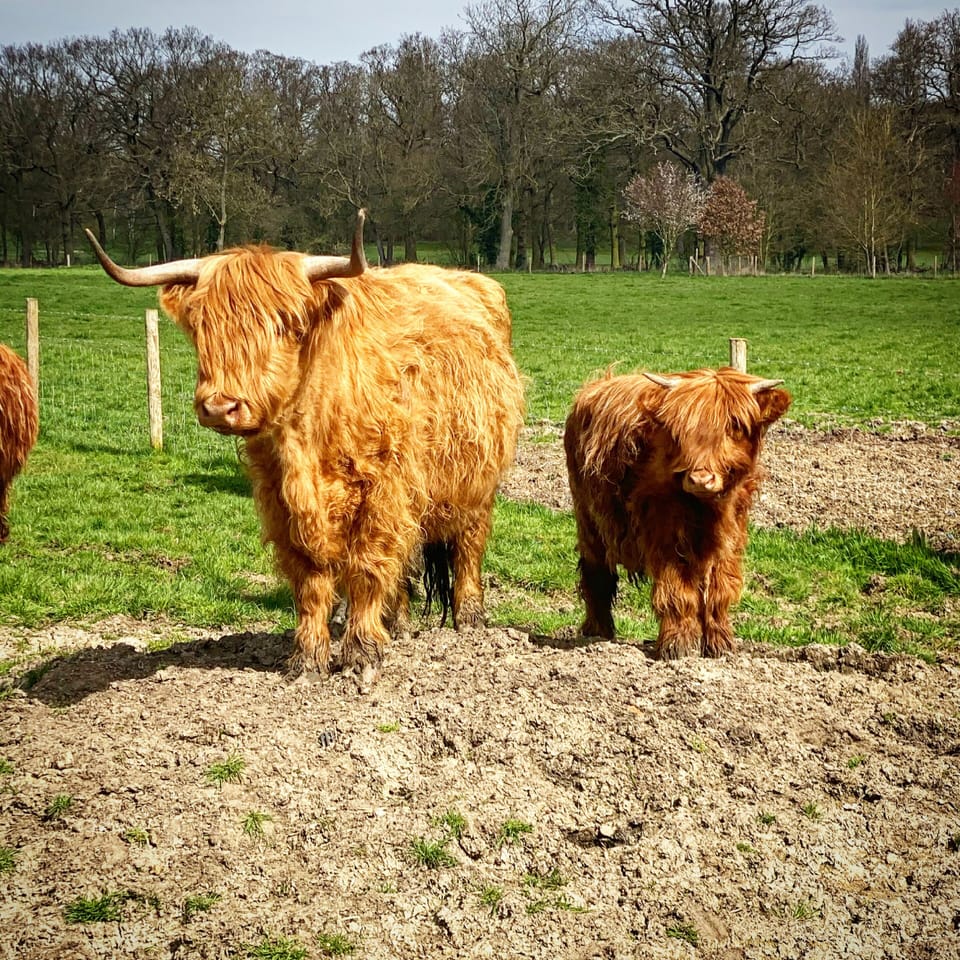 Our spring calves