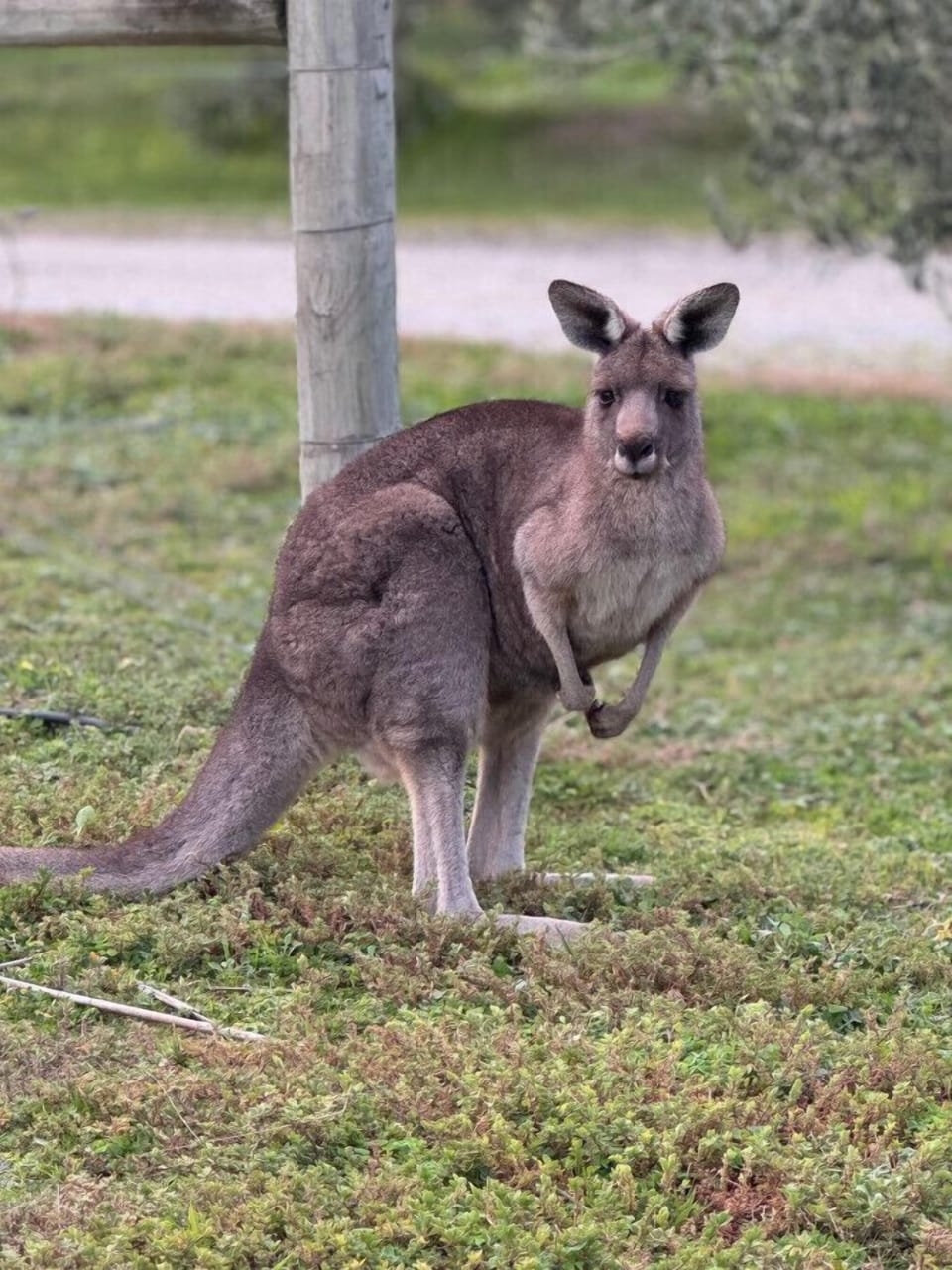 One of our resident kangaroos