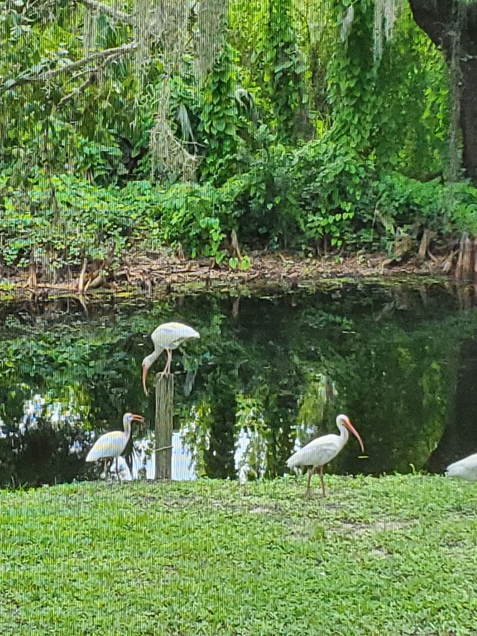 The canal in our backyard that leads to the chain of lakes.