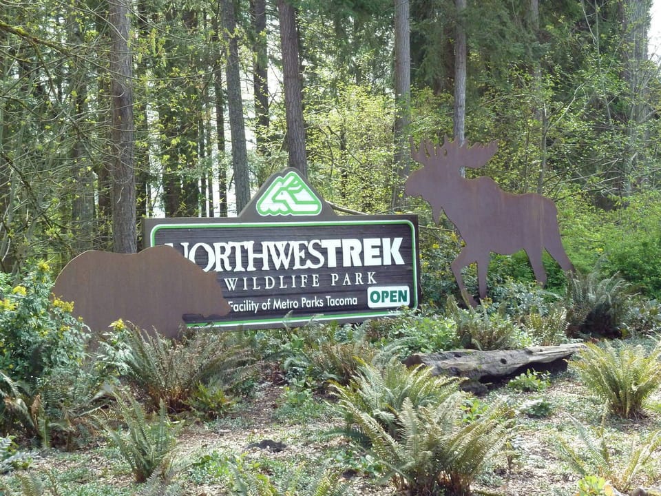 Spend a day exploring NW Trek Wildlife Park. Get up close to a bear or a moose!