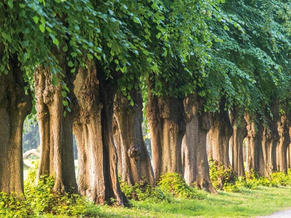 Region [summer] (>5 km)