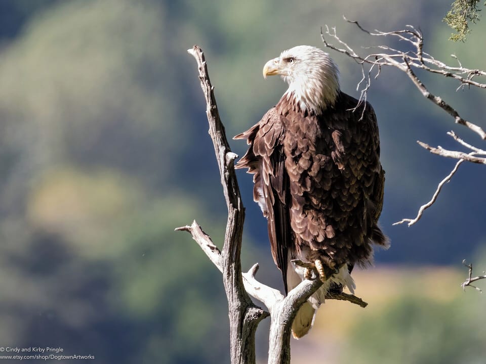 Bald eagle 5.12