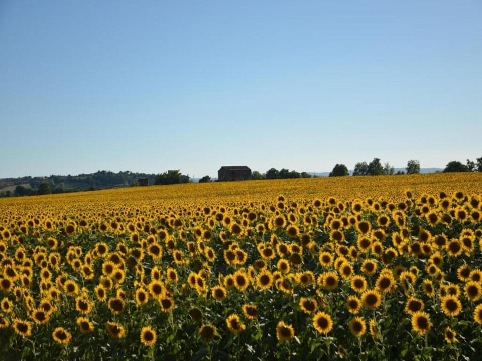 Region [summer] (>5 km)