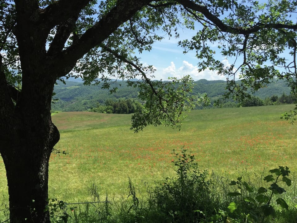 View from Holiday Home [summer]