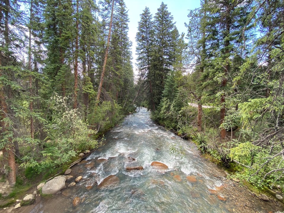 A flowing river runs through a dense forest with tall evergreen trees, rocks visible in the water, under a clear sky.