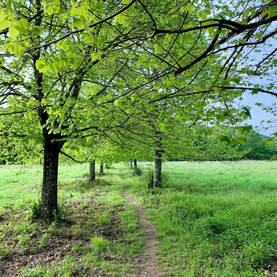 Walk to the river