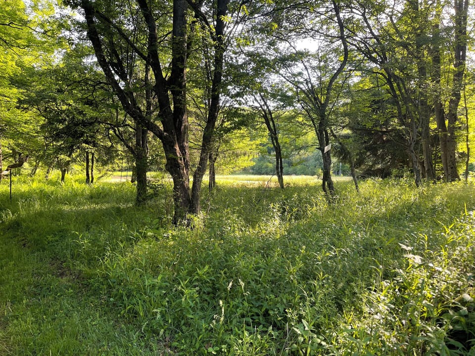 Lawn