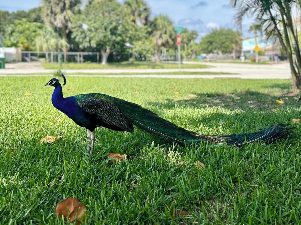 Our complex is home to delightful neighborhood peacocks.