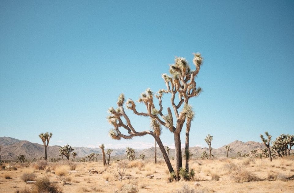 Featuring "Desert" Photos by Lauren Carroll Photography