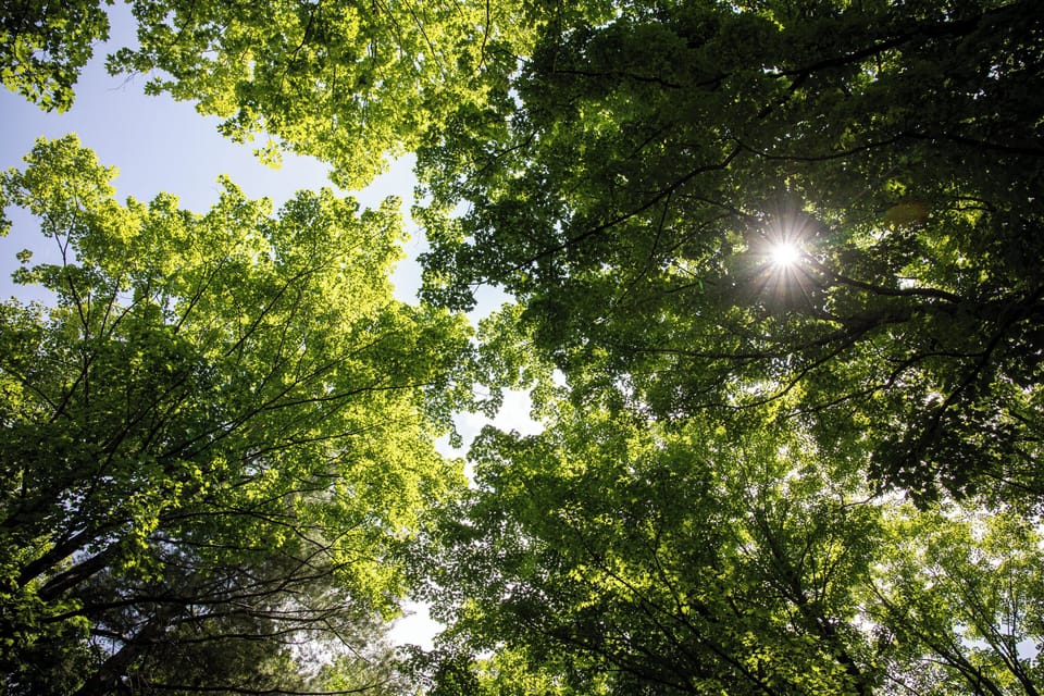 The tree canopy and natural light make this home so special