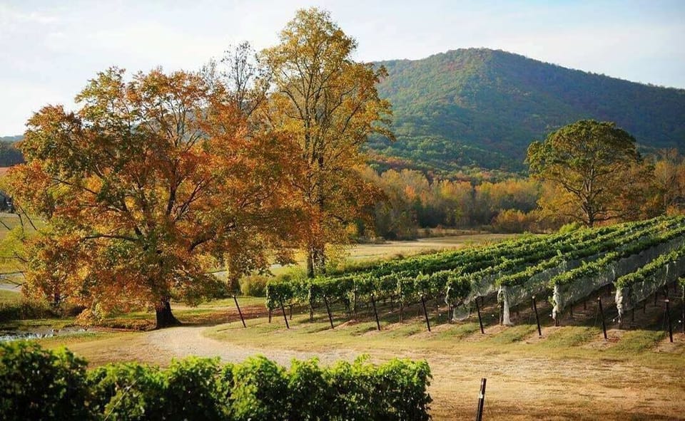 Local winery in the north GA mountains