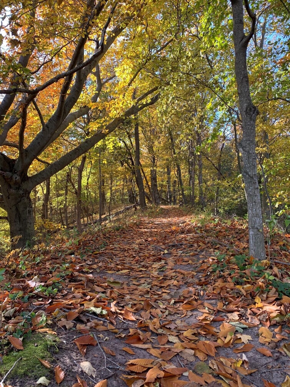 Fall colors