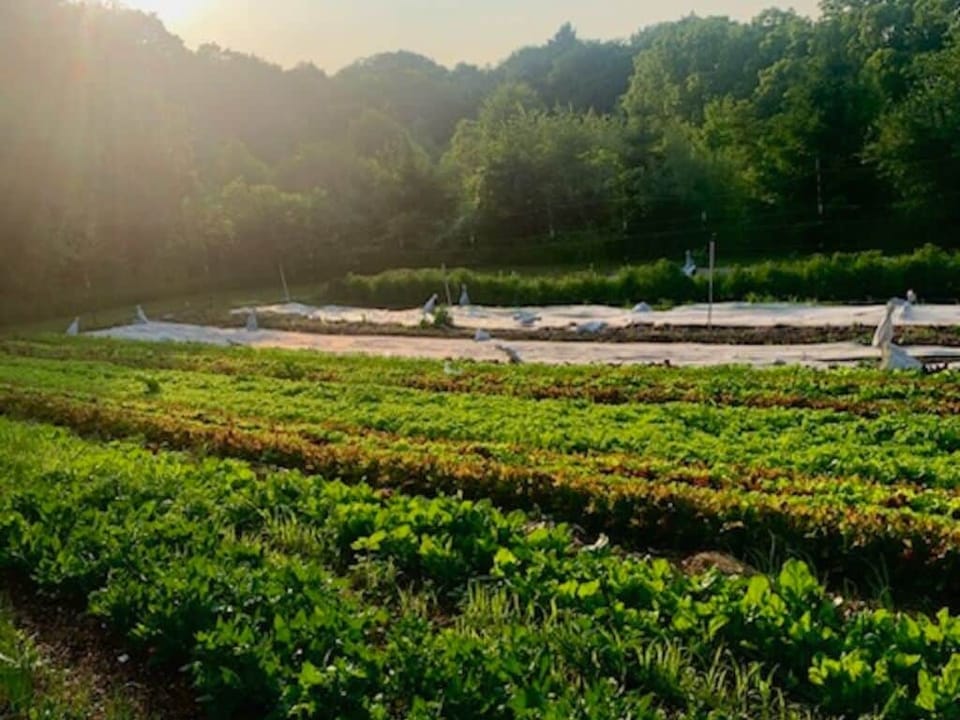 Some of the vegetables growing at the farm