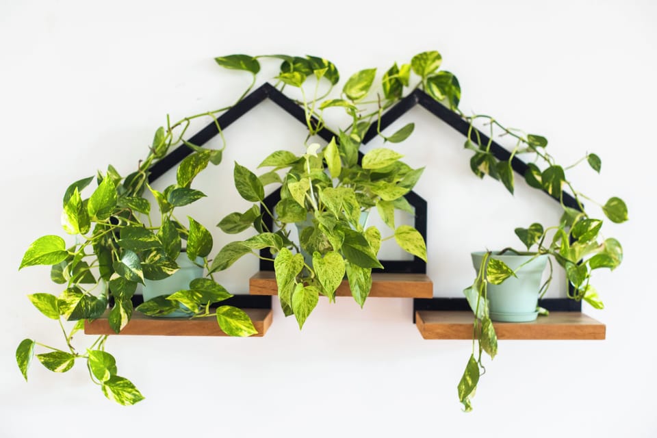 Plants to enrrich the space 
