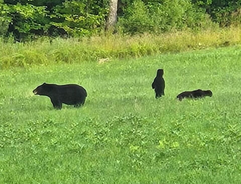 Momma bear in the field across the street.  You may see her!