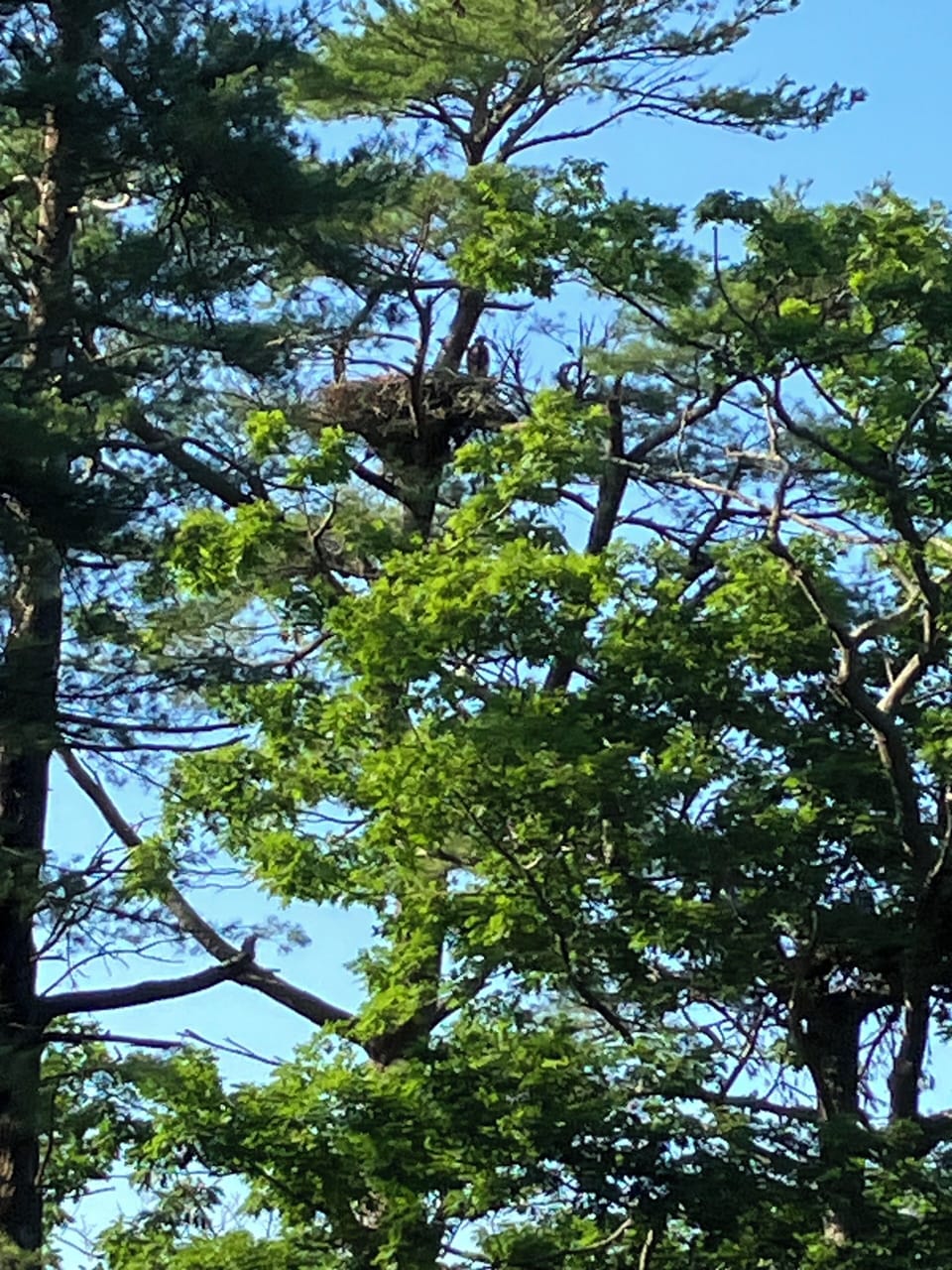 Bald eagle fledgeling can be seen in the nest 