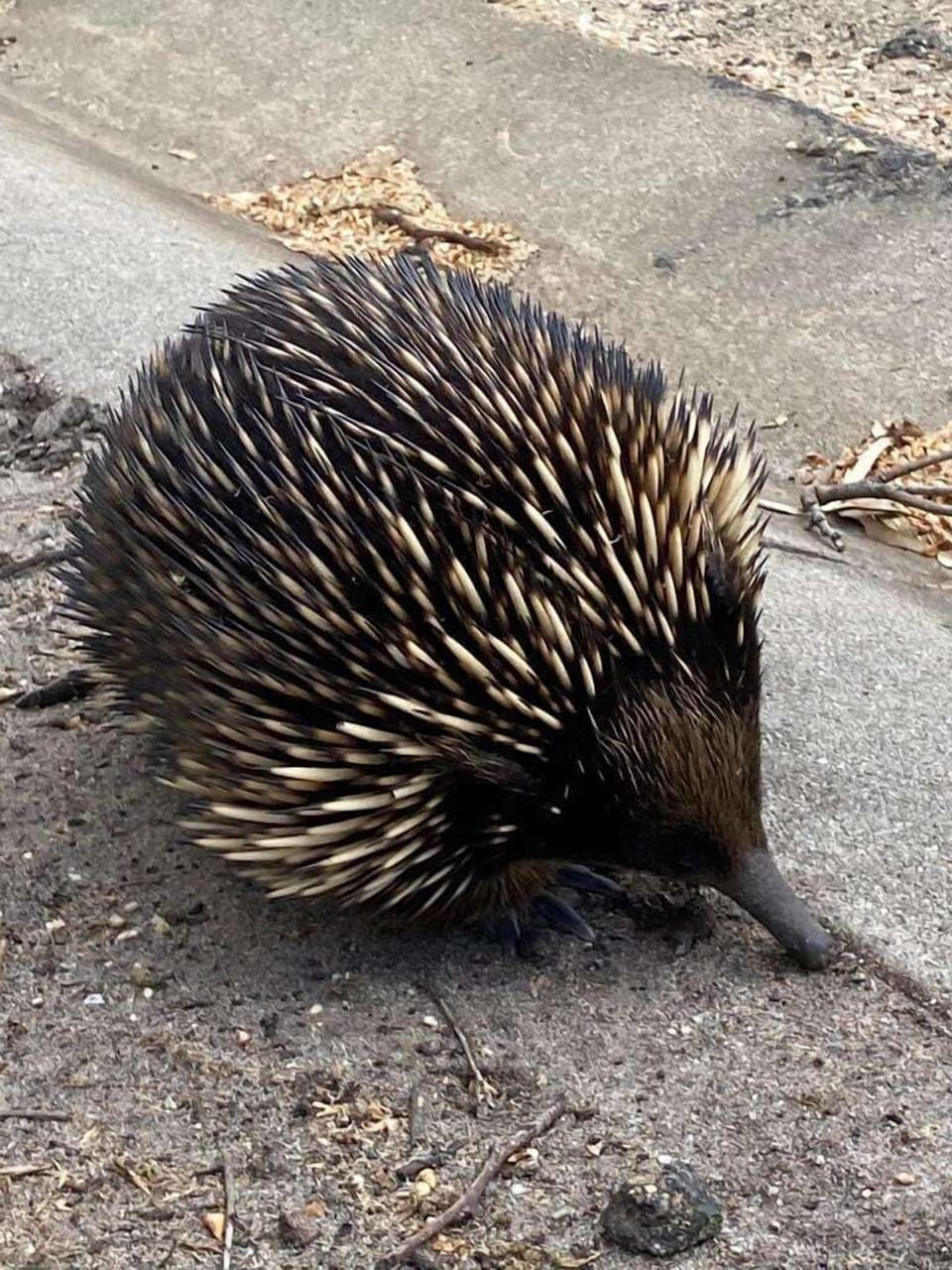 Occasional native animal visits on the property 