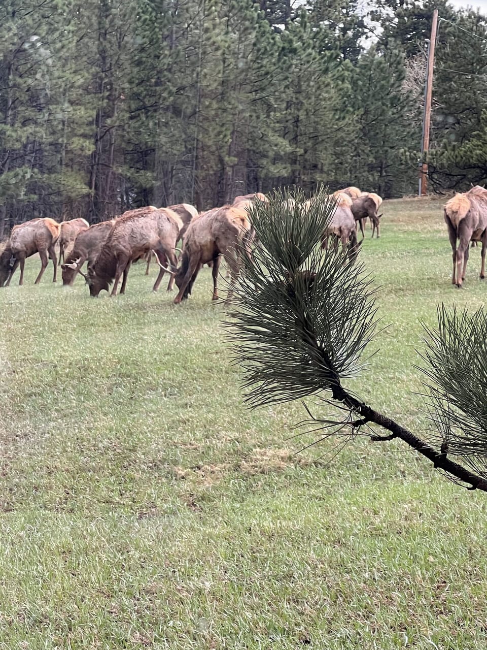 Elk find this 4 acre ranch a haven and make many visits during the year