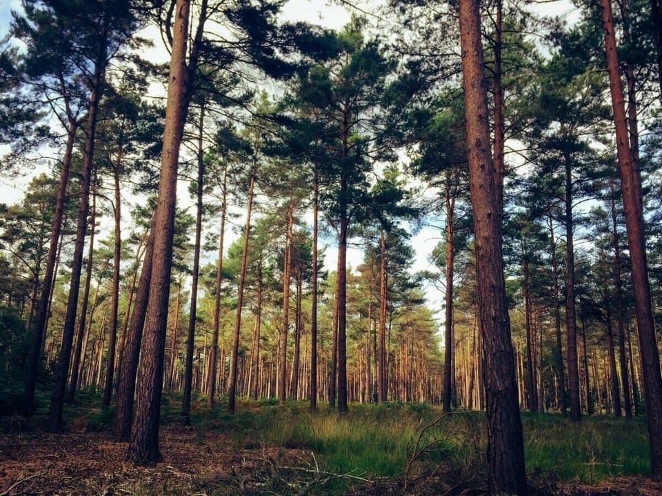 Swindley Forest